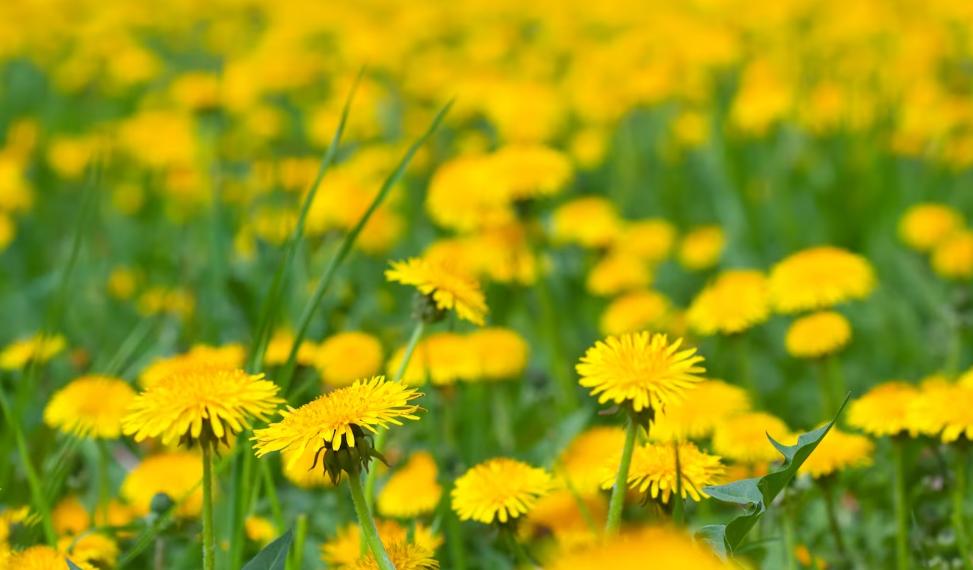 Воздух из Оренбургской области определит погоду в Ульяновске на выходных, 20 и 21 мая