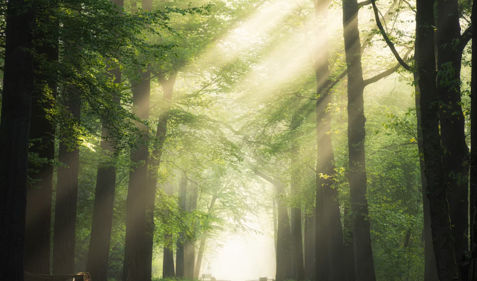 Трёхмесячник «Чистый лес» пройдёт в Ульяновской области летом 2023 года