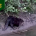 Заблудившегося на огородных грядках бобра спасли в Красном Гуляе под Ульяновском