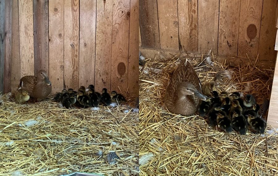 12 мая в ульяновском семейном зоопарке «Русские забавы»  родилось 13 утят