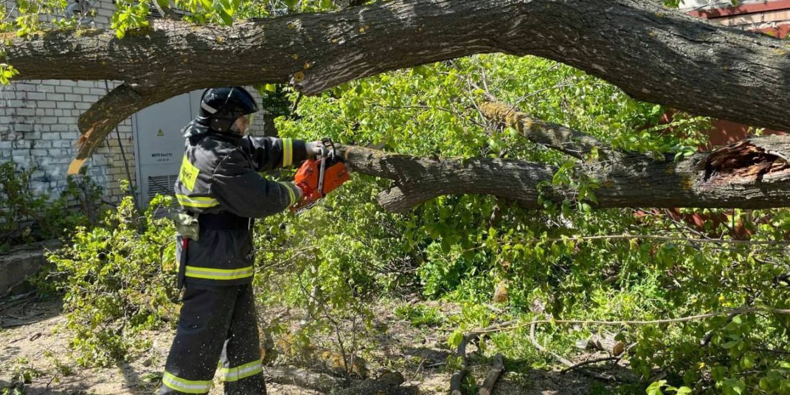 При падении дерева на автомобили 11 мая в Ульяновске люди не пострадали