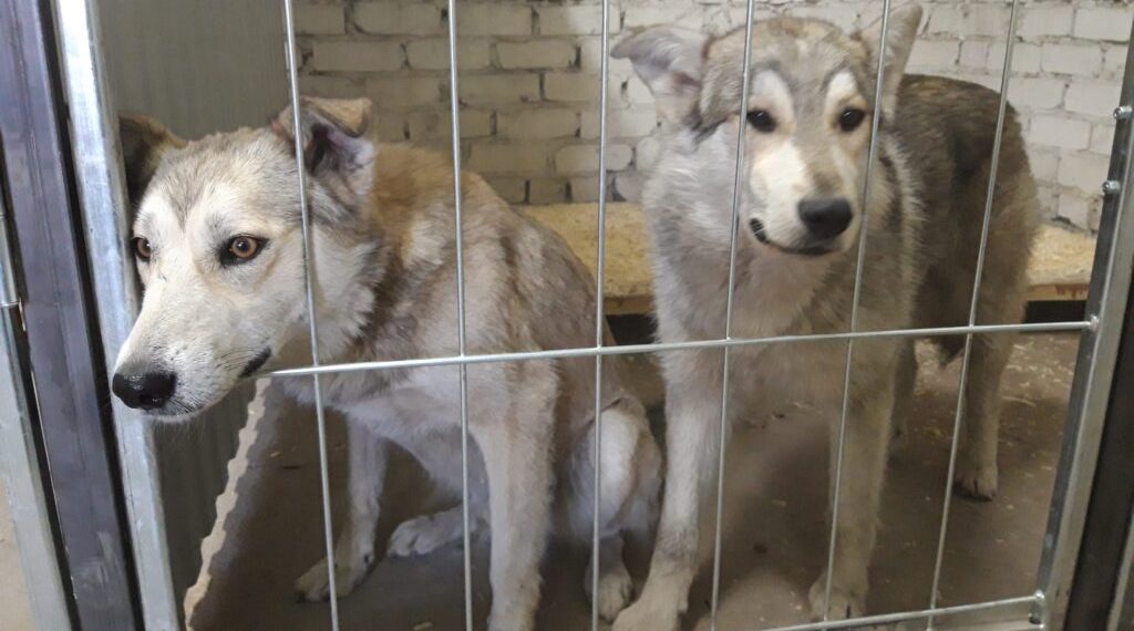 В Ульяновском ЗСО одобрили передачу помещений под собачьи приюты в Чердаклах и Димитровграде