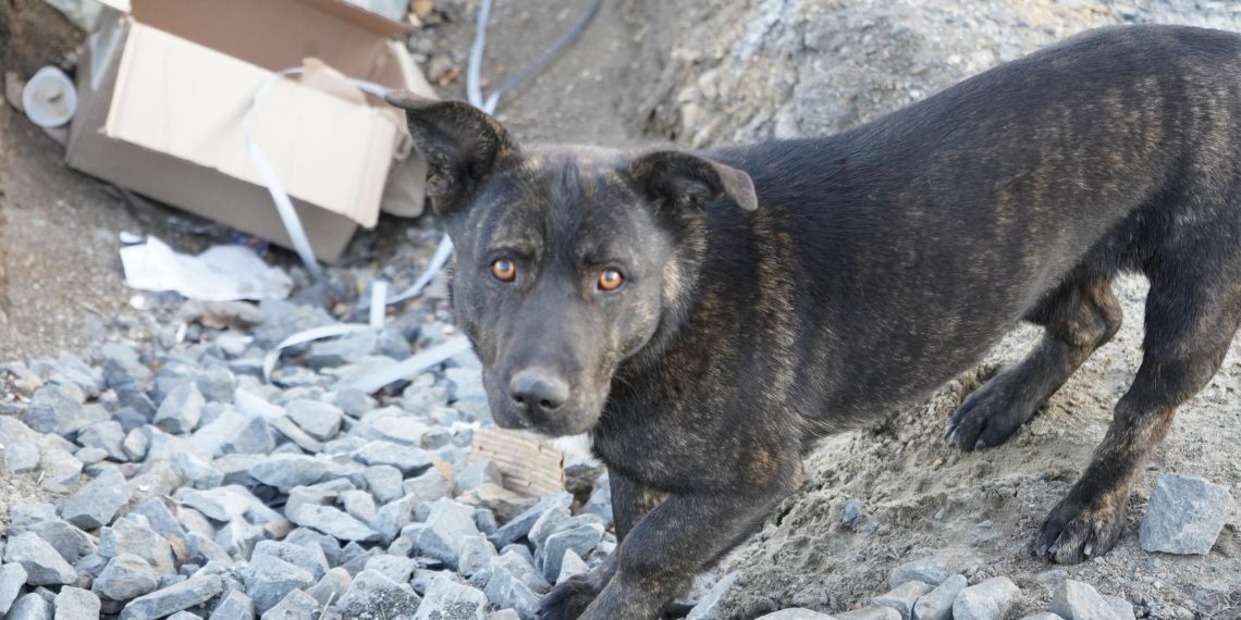 Ульяновская прокуратура выбила с администрации компенсацию за укус ребёнка бродячей собакой