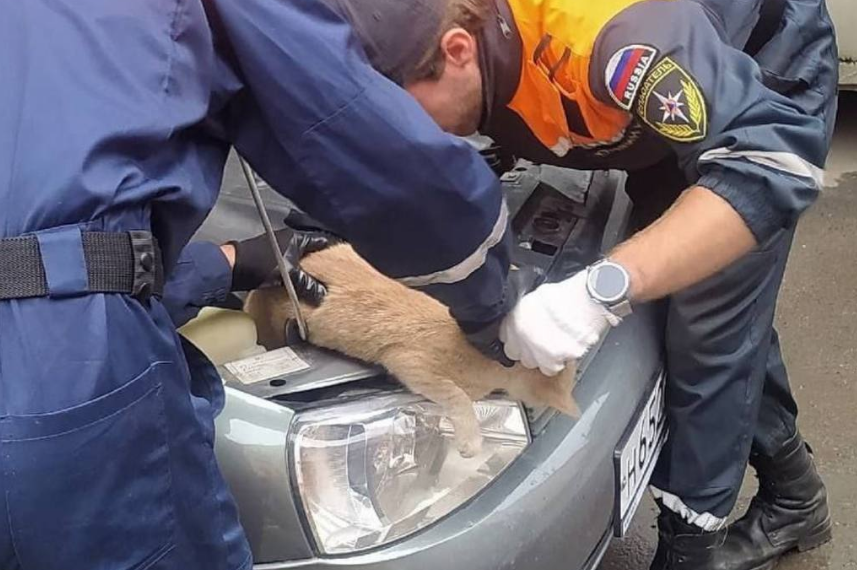 В Ульяновске из-под капота автомобиля спасатели извлекли кота