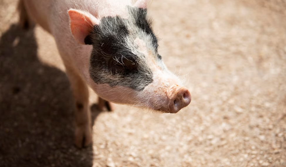 Африканскую чуму свиней обнаружили в трупах животных в Сурском районе Ульяновской области