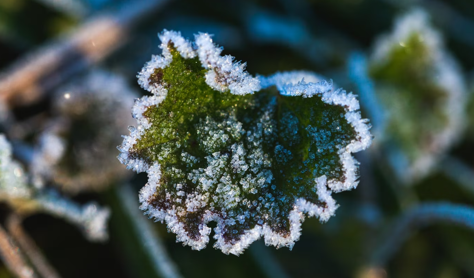 Ночью и утром 5 июня в Ульяновской области ожидаются заморозки
