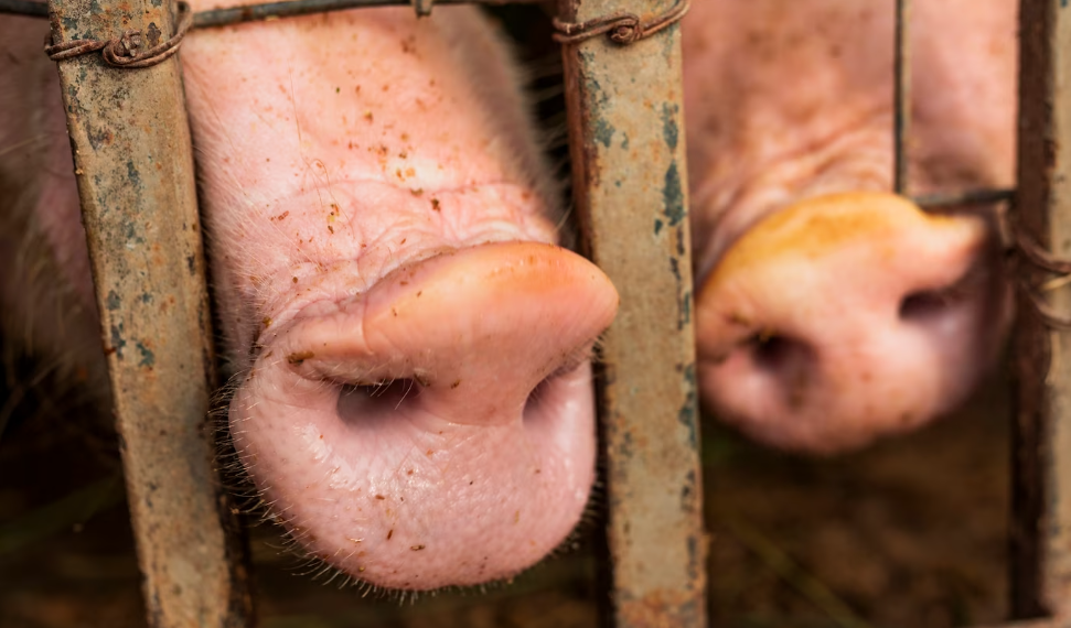 В Сурском районе из-за вспышки африканской чумы свиней объявлен режим повышенной готовности