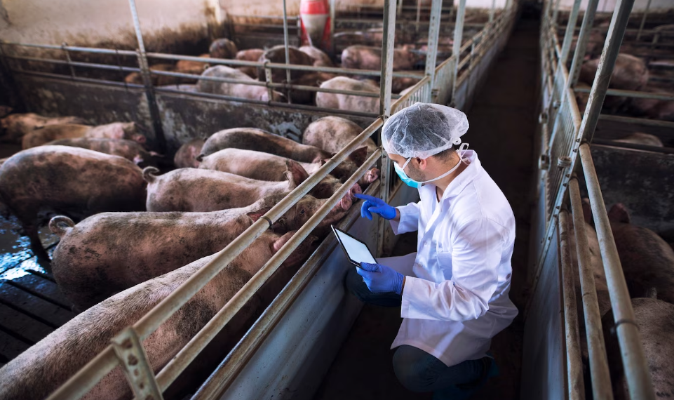 В Сурском районе из-за африканской чумы свиней у граждан изымут поголовье и выплатят компенсацию