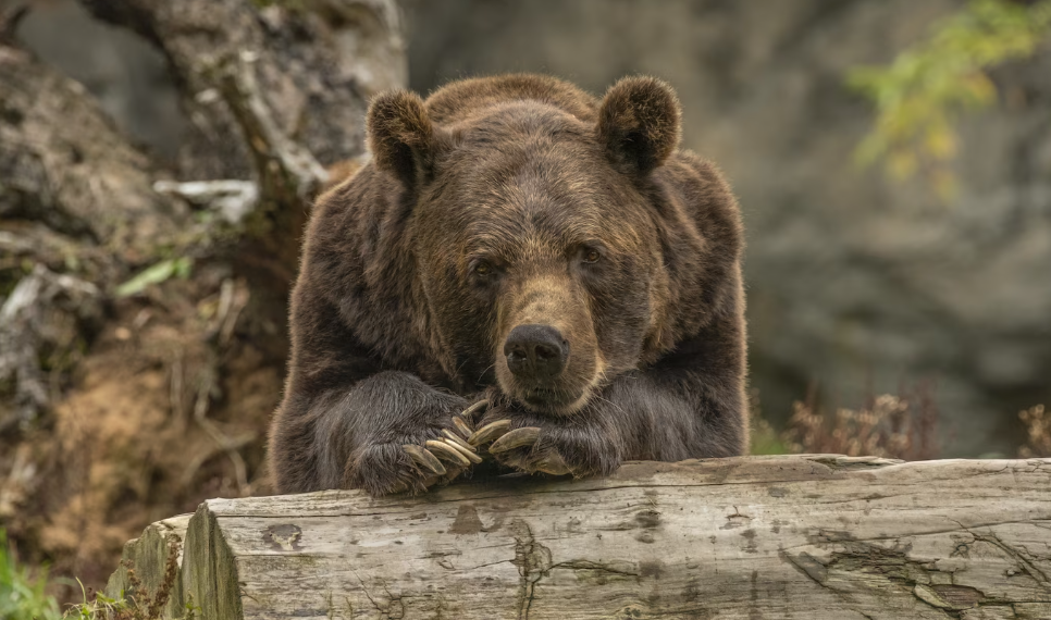 Глава администрации Карсунского района предупредил об опасности встречи с медведями