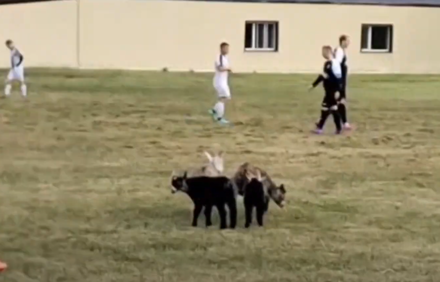 В чемпионате Ульяновской области по футболу приняли участие четверо козлят из Большого Нагаткино