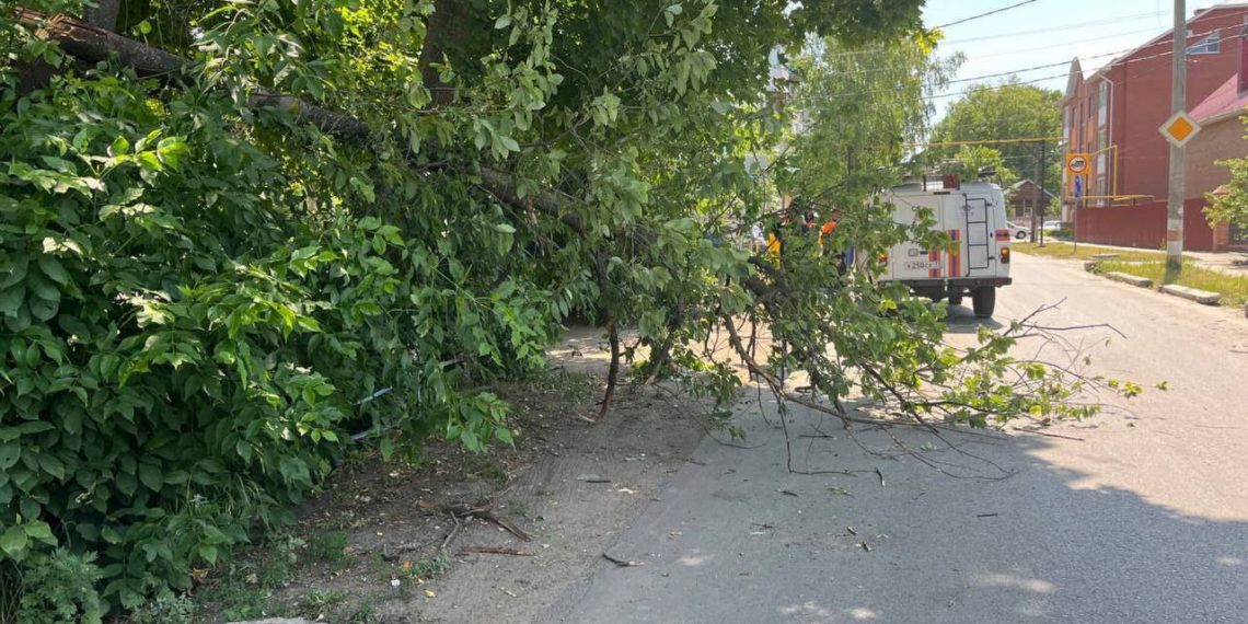 18 июня в северной части Ульяновска на проезжую часть обрушилось большое дерево