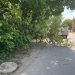 18 июня в северной части Ульяновска на проезжую часть обрушилось большое дерево