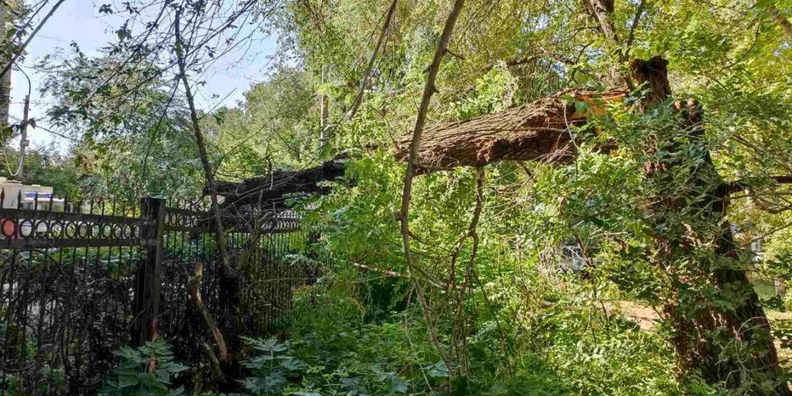 Огромное дерево упало у Засвияжского суда в Ульяновске