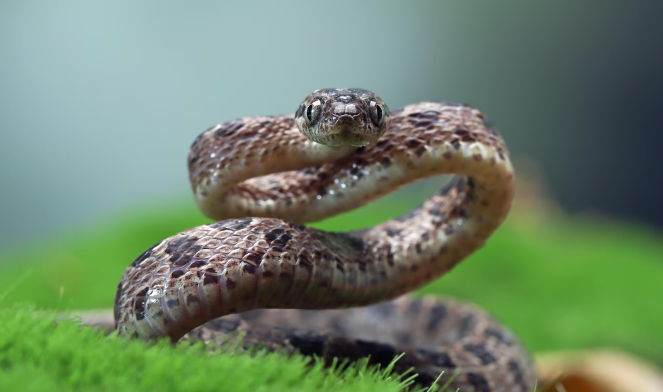Ульяновские врачи спасли жизнь укушенному ядовитой змеёй ребёнку