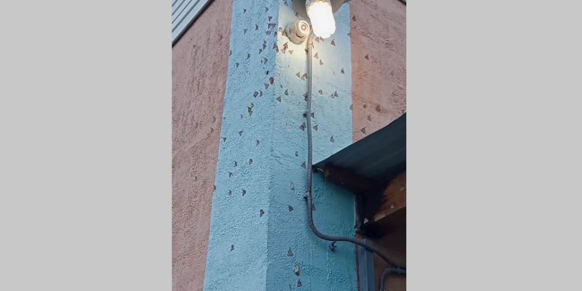 Непарный шелкопряд атакует сады в Чердаклинском районе Ульяновской области