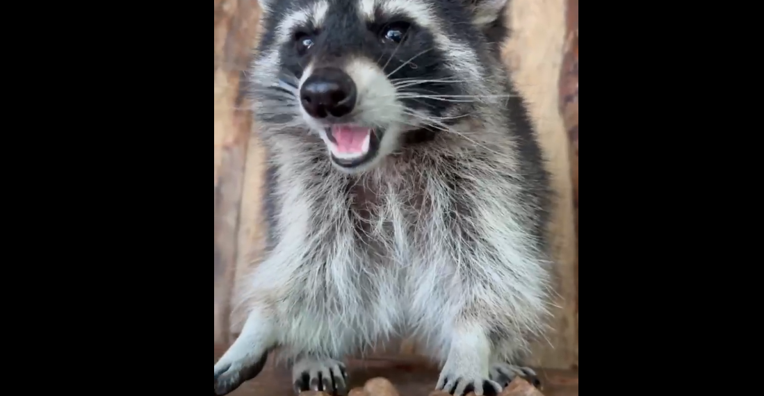 Енот Феля из Ульяновского зоопарка «Русские забавы» согласился позавтракать на камеру