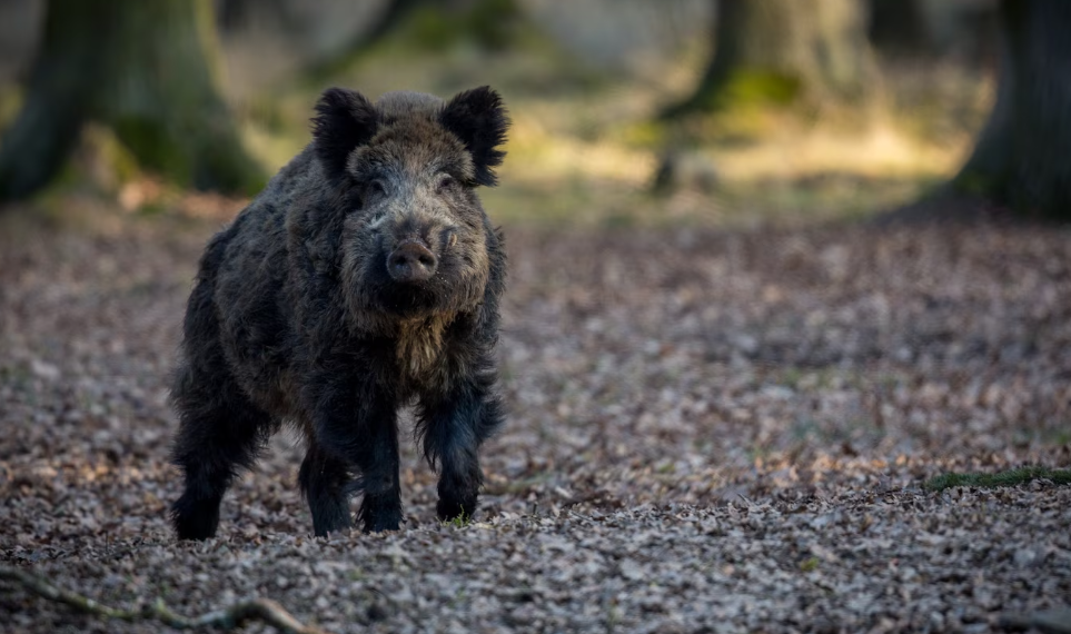 Ульяновских охотников приглашают на жеребьёвку по добыче кабана