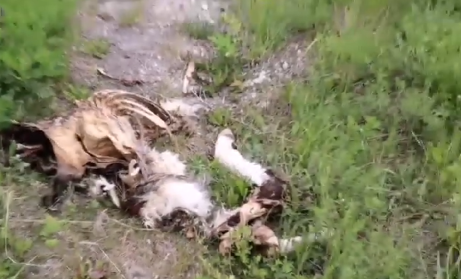 Скотомогильник возле Кротовки будет ликвидировать Минимущества Ульяновской области