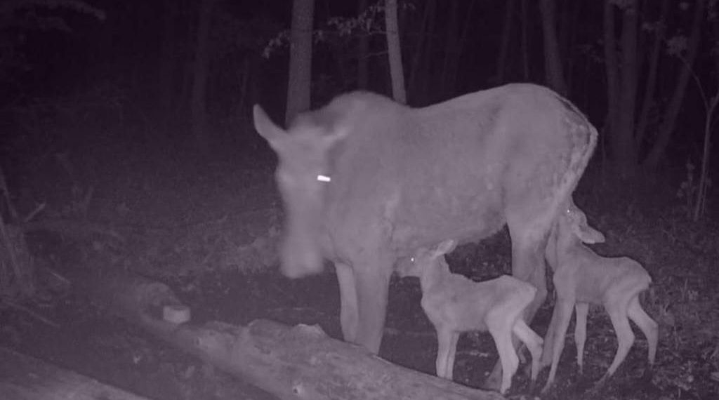 Фотоловушки в нацпарке «Сенгилеевские горы» запечатлели гуляющих ночью животных
