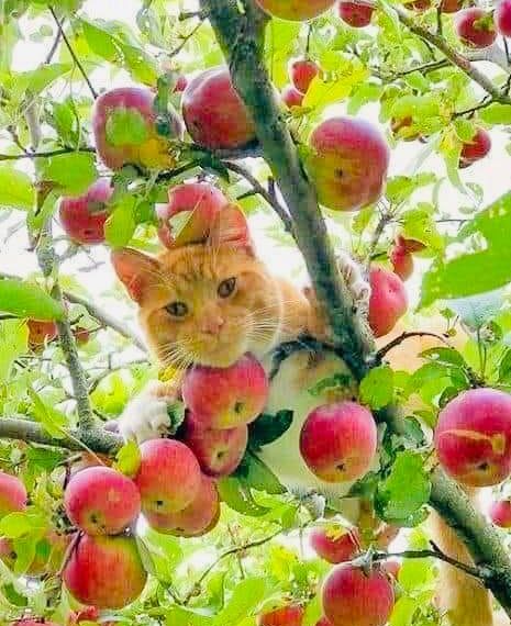 Об ульяновских кошках превинтивно позаботятся ФАС И Генпрокуратура