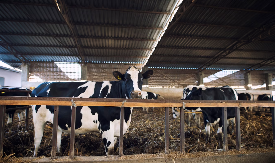 При пожаре в Павловском районе погиб крупный рогатый скот