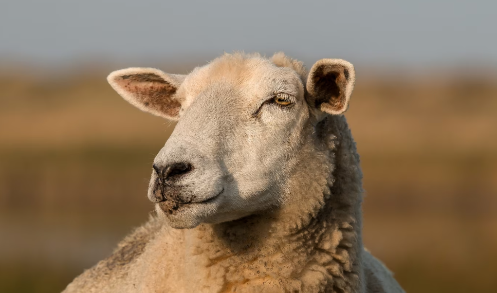 В домовладении под Ульяновском из-за короткого замыкания сгорели овцы и перепёлки