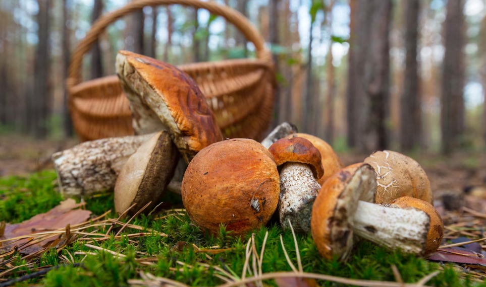 Куда и за какими грибами ехать в Ульяновской области – рассказал Роспортребнадзор