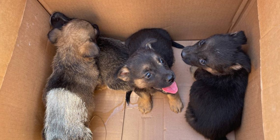 Глава Засвияжья Наиль Юмакулов нашёл коробку со щенками