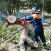 В Ульяновске убрали 610 поваленных ураганом деревьев