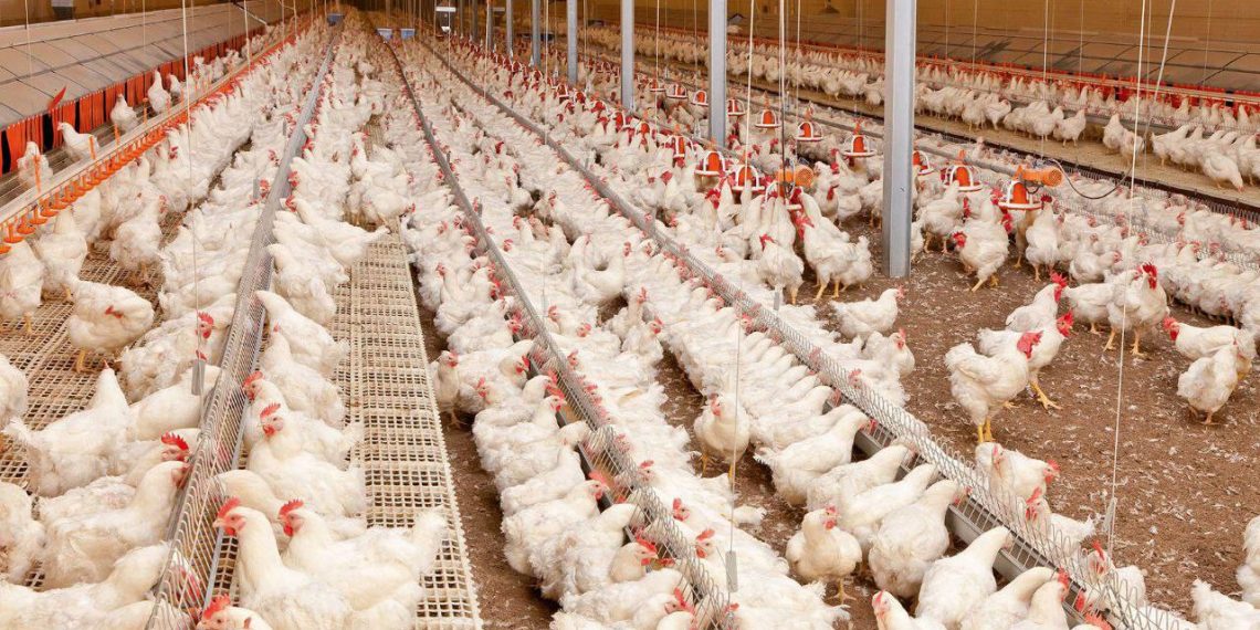 Крупная птицефабрика по выращиванию бройлеров скоро откроется в Карсунском районе