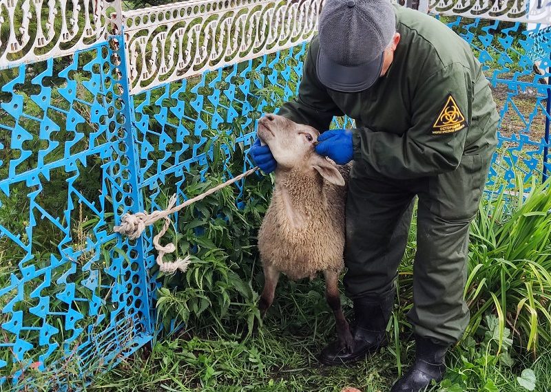 Ветеринары отработали ликвидацию очага бруцеллёза Николаевском районе