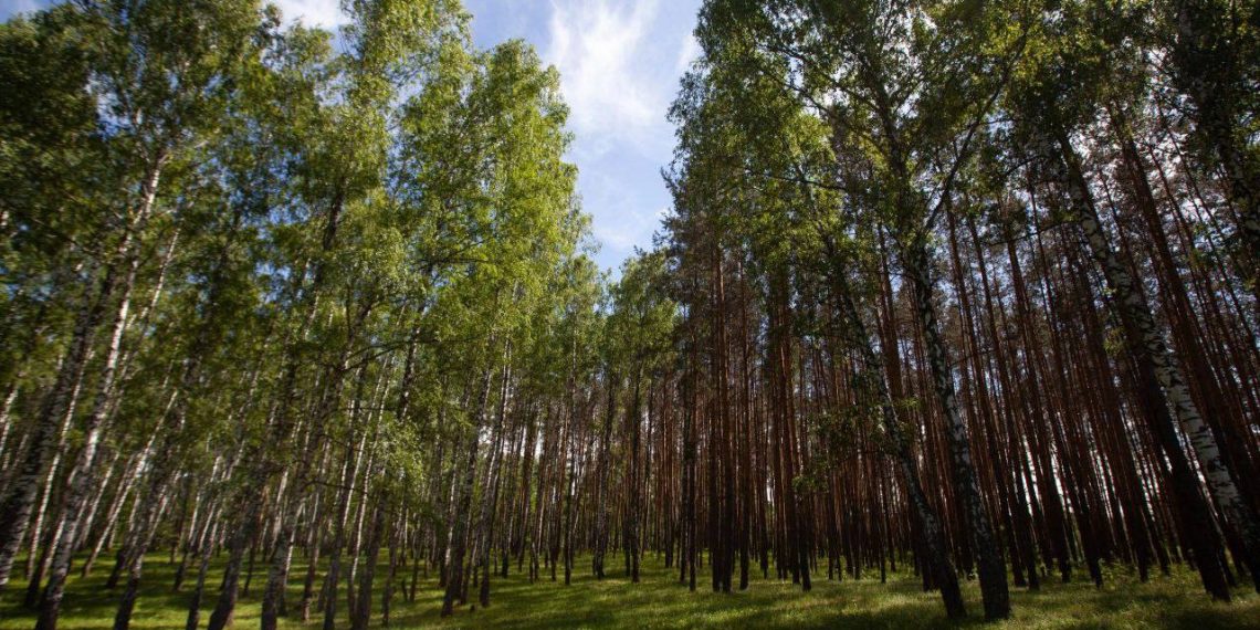 В ульяновских лесах установили высокий уровень пожароопасности, Минприроды назвало суммы штрафов