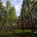 В ульяновских лесах установили высокий уровень пожароопасности, Минприроды назвало суммы штрафов