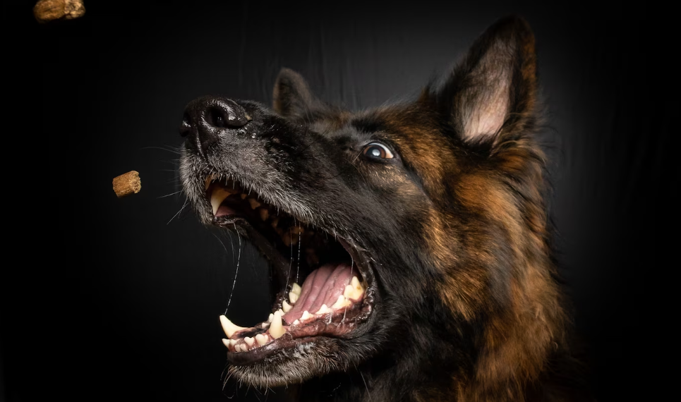 Ульяновскую школьницу покусала бродячая собака, в дело вмешалась прокуратура