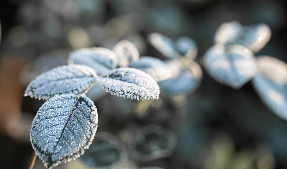 Ночью и утром 9 сентября в Ульяновской области ожидаются заморозки