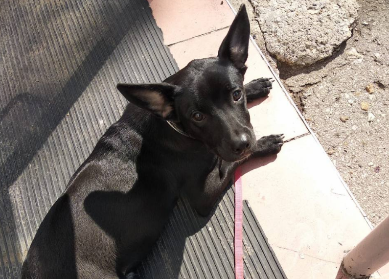 Засвияжские чиновники пытаются пристроить в добрые руки прибившегося к администрации пса