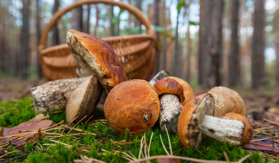 Заблудившегося грибника близ станции Охотничьей нашёл местный лесник