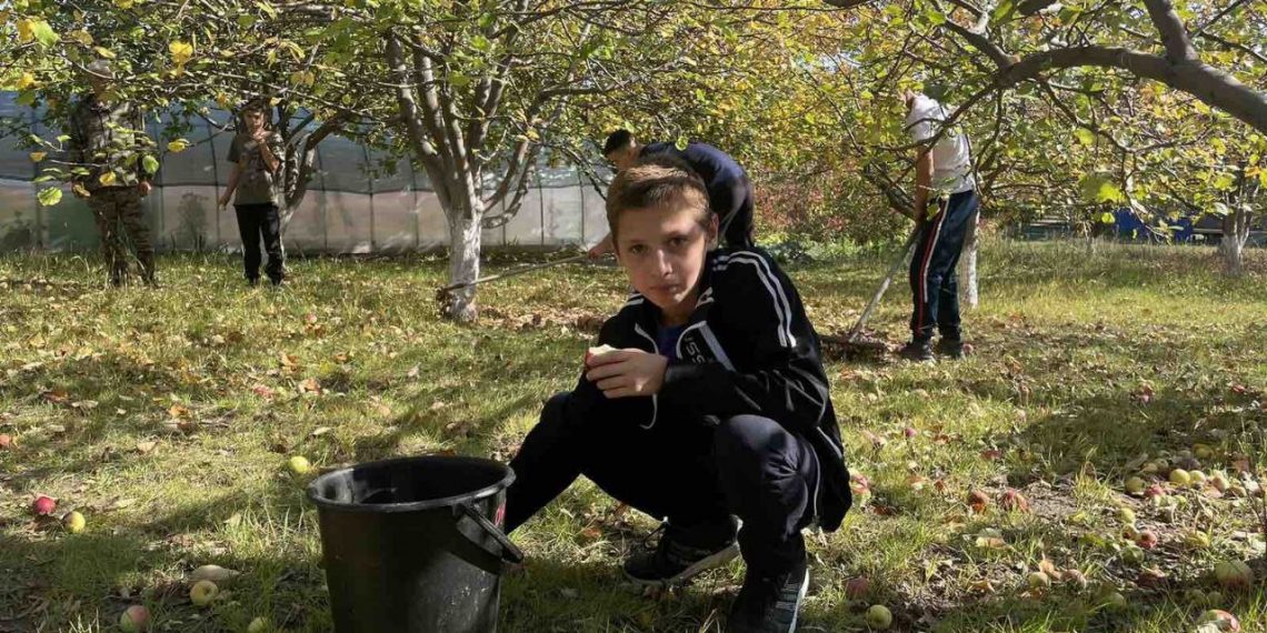 400 кг яблок собрали воспитанники ульяновского соцприюта для бойцов СВО