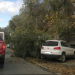 На Камышинской в Ульяновске упавшее дерево задело припаркованную легковушку