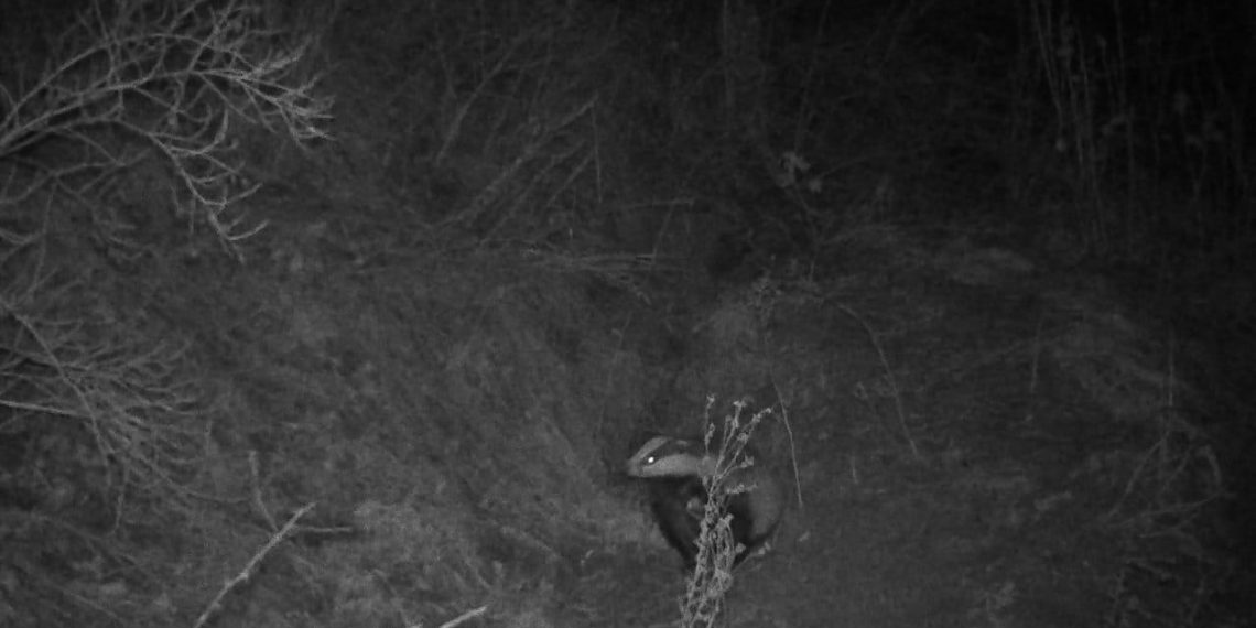 Ночью на камеру в ульяновском лесу попал барсук