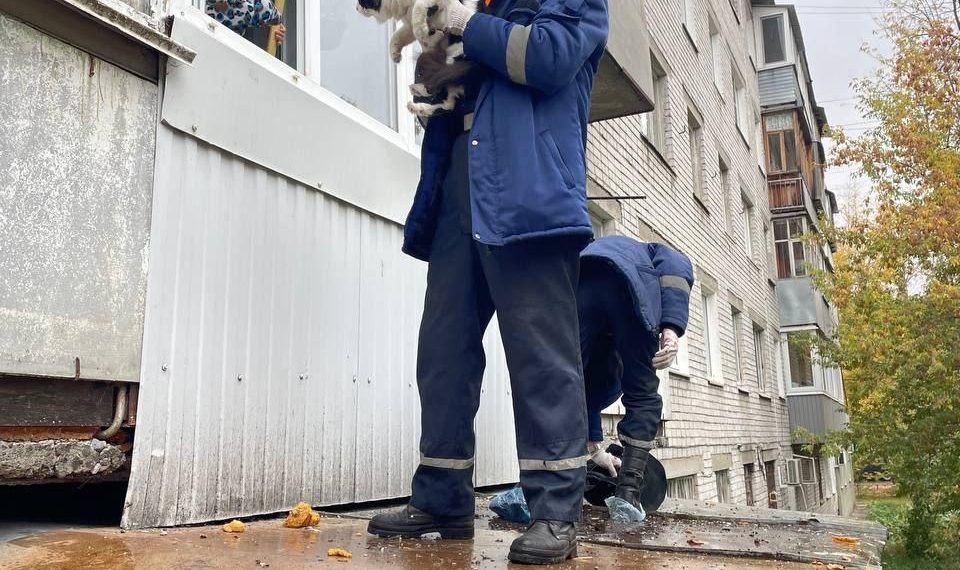 Ульяновские спасатели пришли на помощь кошке