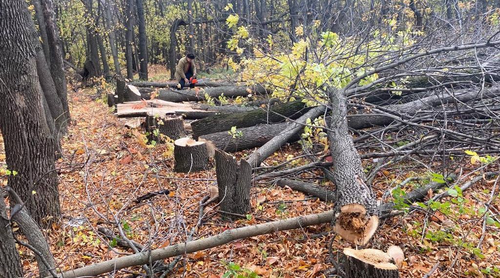 Деревья на улице Юности рубят законно