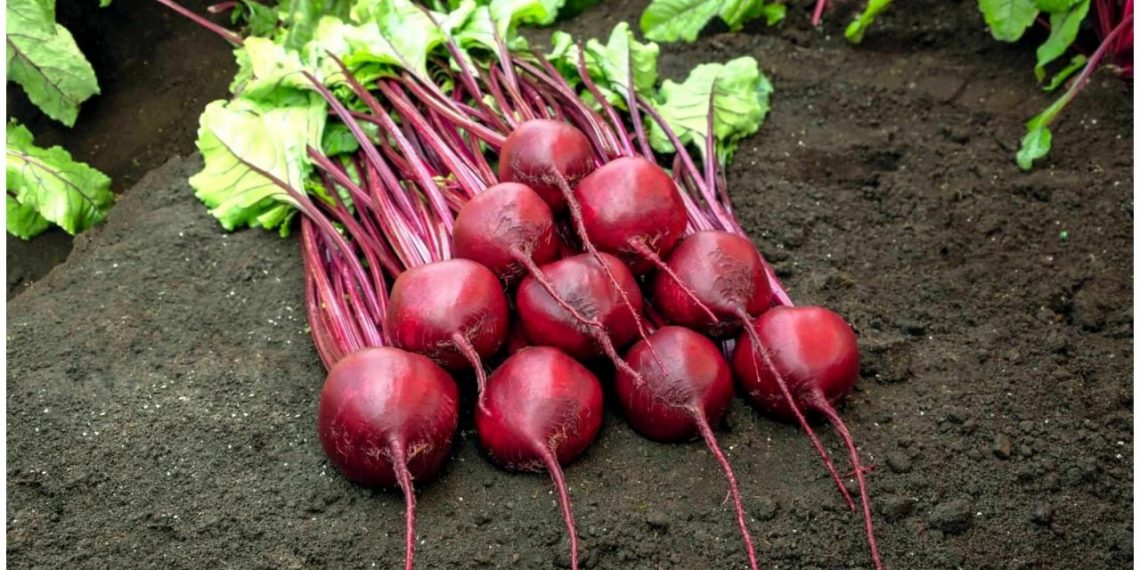 Ульяновские сельхозпроизводители дискредитировали сами себя