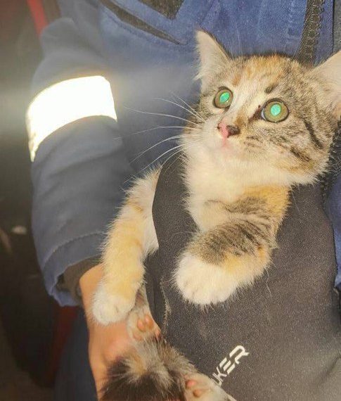 В Ульяновске спасли котенка из-под панели автомобиля