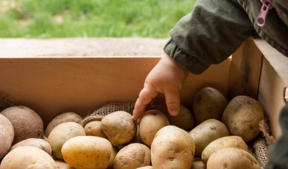 Россельхознадзор предостерег ульяновцев от импортной картошки