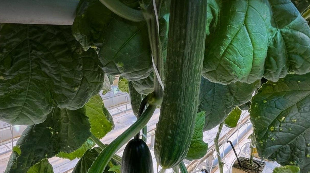 В Ульяновске начали продавать гладкий гибрид огурца без семян