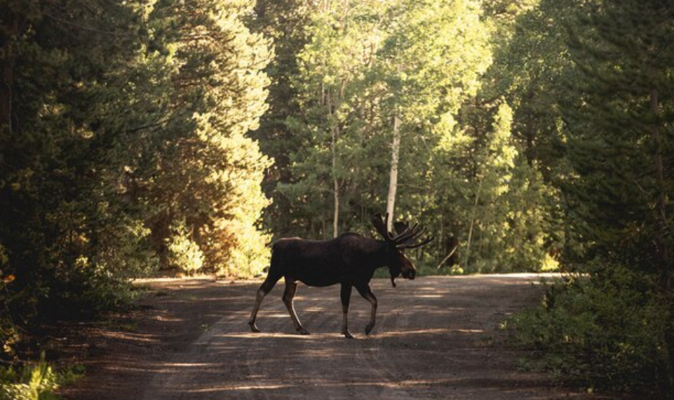 На трассе «Саранск – Ульяновск» Renault Logan сбил лося и улетел в кювет