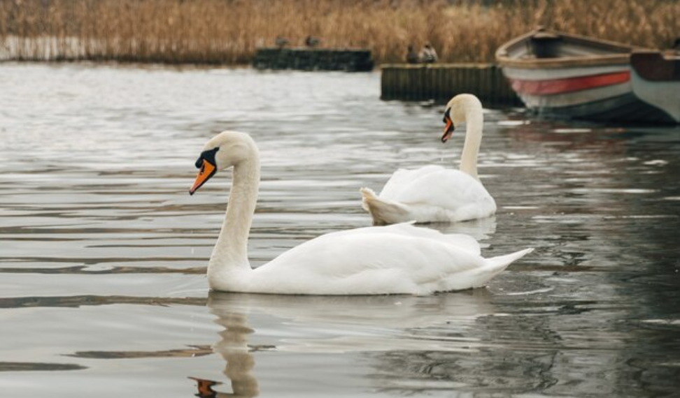 Ульяновцы просят Минприроды спасти замерзающих лебедей