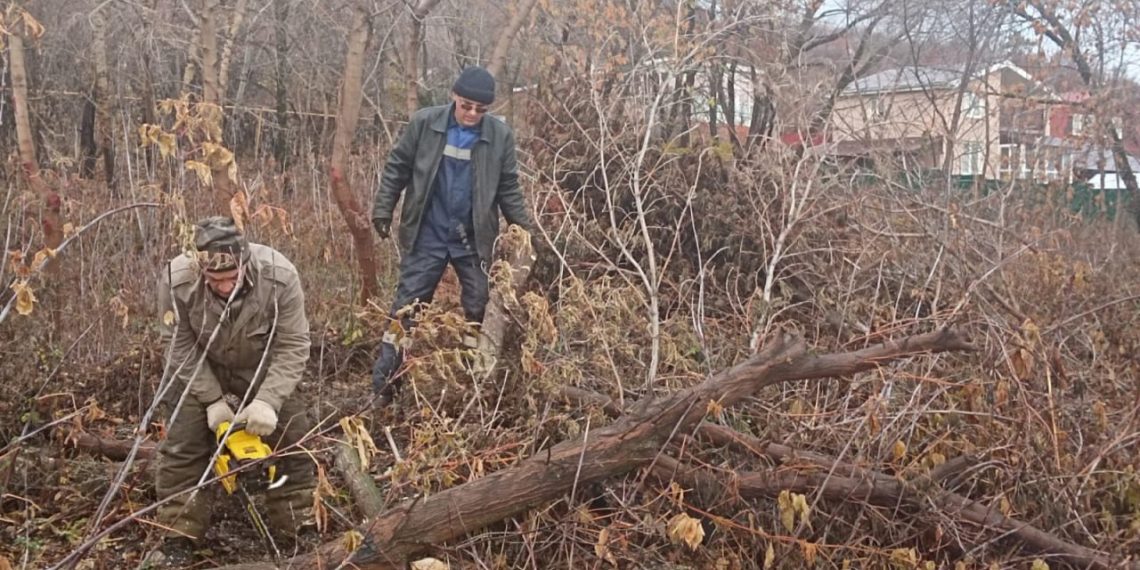В Ульяновске сносят аварийные деревья у школ и детсадов
