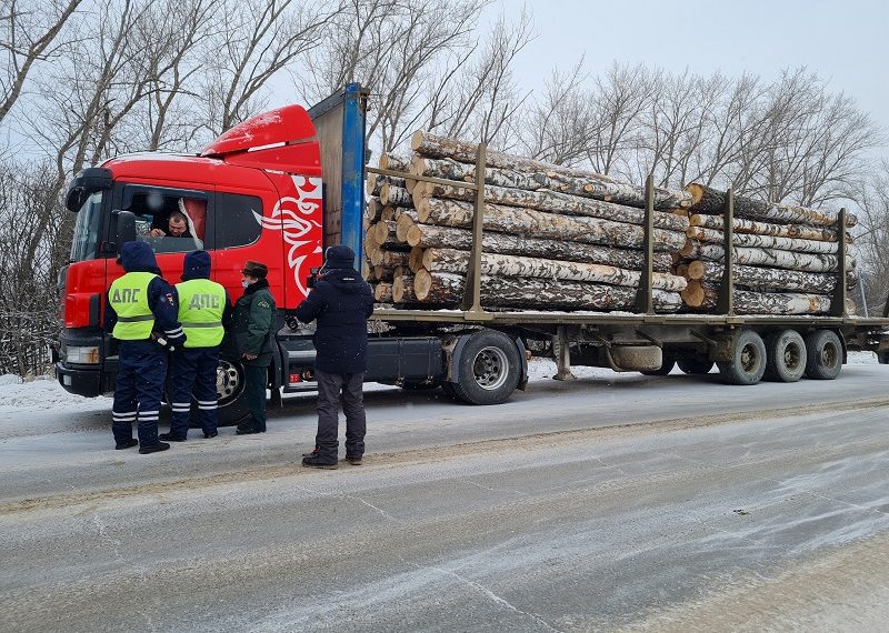 Ульяновское Минприроды усилило меры по борьбе с воровством древесины
